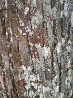 ağaç kabuğu dokusu, ahşap arkaplan