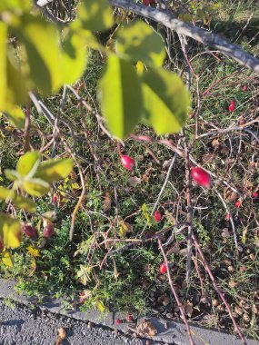 red berries in the tree clipart