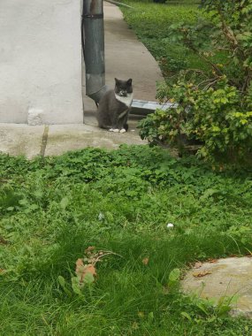 Kedi sokakta oturuyor.