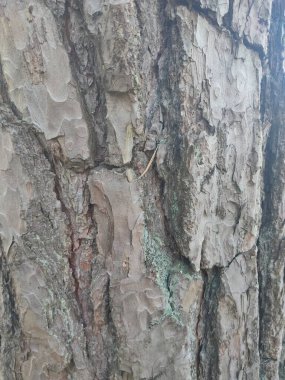 Ormanda ağaç dalları, devrilmiş ağaçlar.