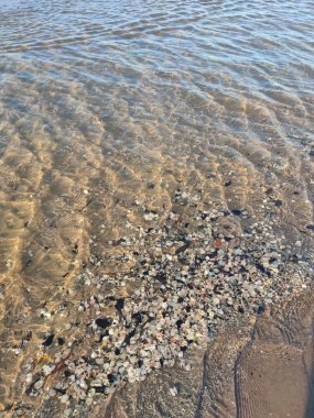 Deniz kabuklu deniz kıyısı 