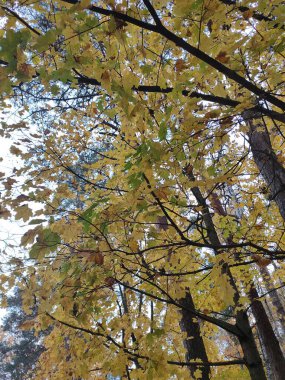 Ormanda sonbahar yaprakları