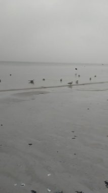 Alman adasının kumsalında.