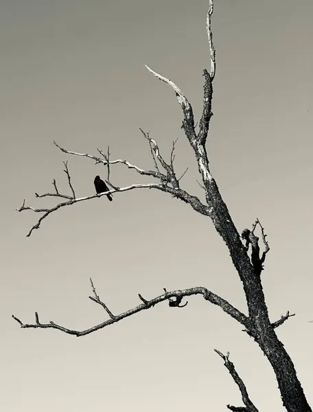 Ağaç dalları, bitki örtüsü ve doğa