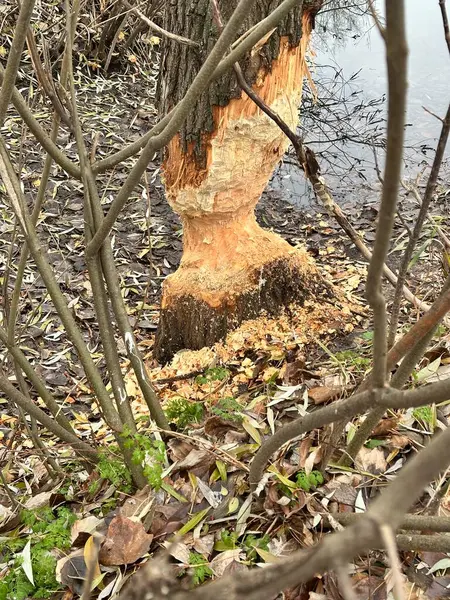 Bir ağaç gövdesinin yakın plan çekimi.