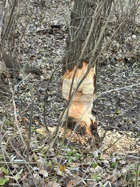 Bir ağaç gövdesinin yakın plan çekimi.
