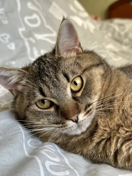 Güzel bir kedinin portresi.