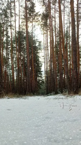 Çam ağaçları ve kar kış manzara