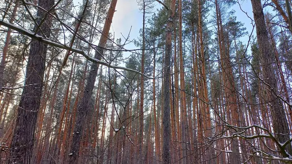 sonbahar mevsiminde çam ormanı