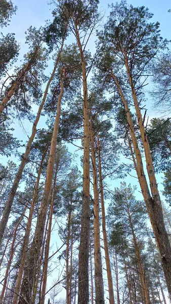 Ormanda çam ağacı dalları