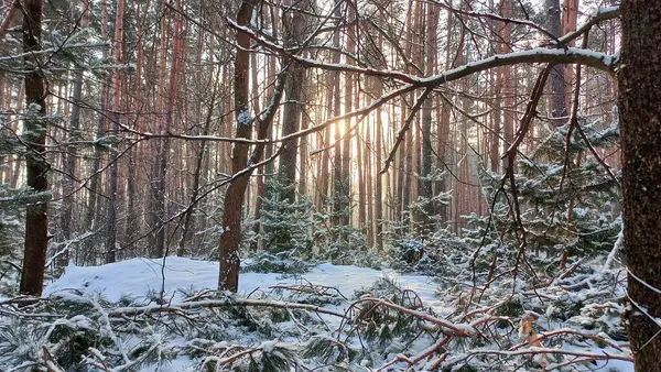 Karlı bir günde kış ormanı