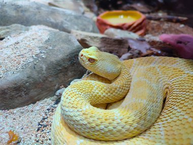 Albino Batı Elmas Sırtlı Çıngıraklı Yılan kayalar ve kumlarda yaşar..