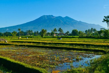 Sabah pirinç tarlaları