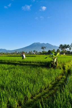 pirinç alan Bali, Endonezya