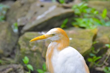 Parktaki Egret Sığırı