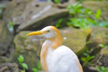 Parktaki Egret Sığırı