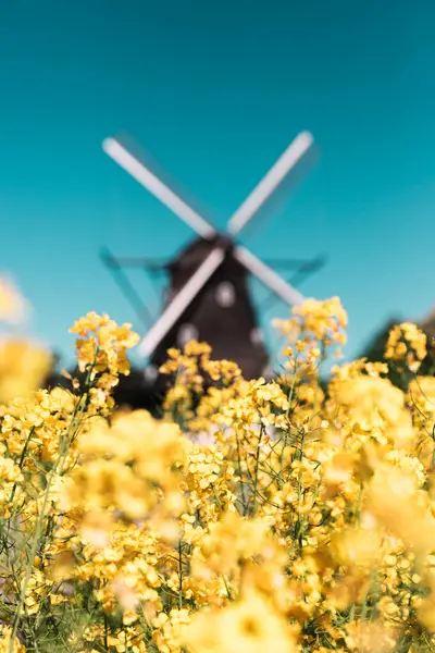 İsveç 'teki eski bir yel değirmeninin dikey fotoğrafı, baharda güneşli bir günde ön planda çiçek açan kolza tohumu çayırı ve açık mavi gökyüzü - İskandinav manzarası
