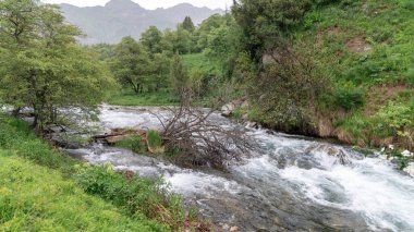 River in Sary-Chelek Nature Reserve landscape, a protected area located in the Kyrgyzstan. It is home to a diverse range of plant and animal species