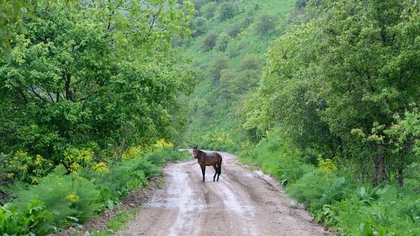 Caballo Parado Tranquilamente Medio Una Carretera Reserva Natural Sary Chelek —  Fotos de Stock