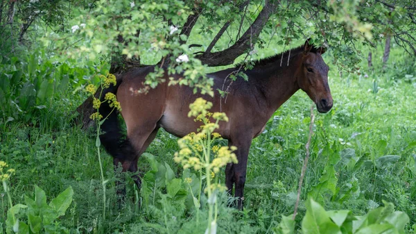 Cavalo Calmamente Reserva Natural Sary Chelek Quirguistão Destacando Importância Preservar — Fotografia de Stock
