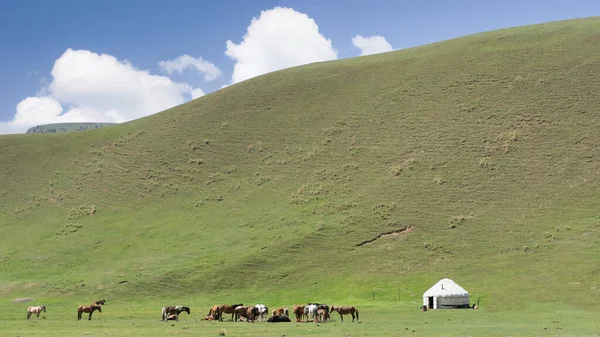 stock image Yurt tent camp at the Song Kul lake plateau with wild horses in Kyrgyzstan. Yurt tents are traditional, portable tents made of felt that are used as a form of accommodation in the country.