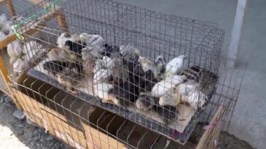 Yerel bir market, bir kafeste bebek civciv ve ızgara satıyor. Bir çiftlik şirketi için konsept. Kırgızistan 'da kümes hayvanları yetiştiriliyor.