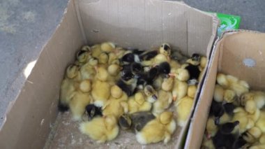 A local market sells baby small newborn chicks and broilers in a carton box. Concept for a farm company. Farming of poultry in Kyrgyzstan