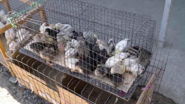 Local Market Sells Baby Small Newborn Chicks Broilers Cage Concept — Stock Video