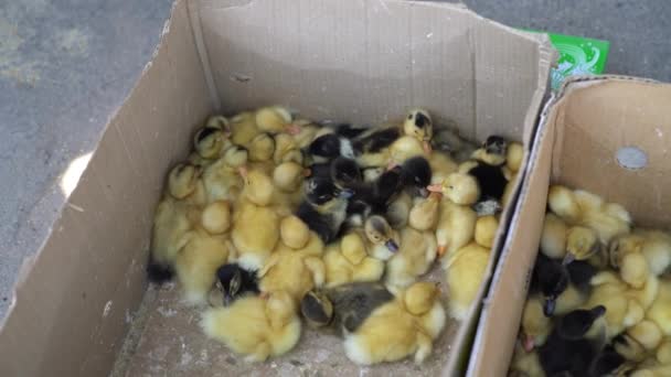 Local Market Sells Baby Small Newborn Chicks Broilers Carton Box — стоковое видео