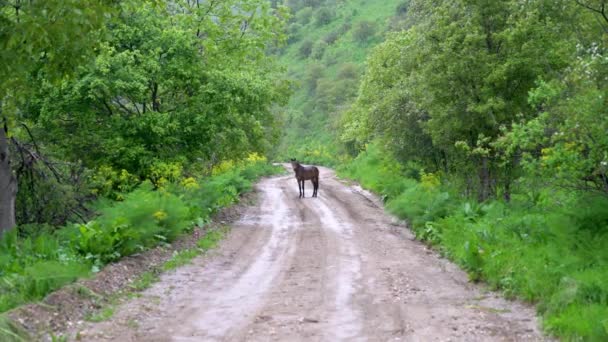 キルギスのサリー チェレク自然保護区の道路の真ん中に馬が静かに立っており 自然の美しさと生物多様性を守ることの重要性を強調しています — ストック動画