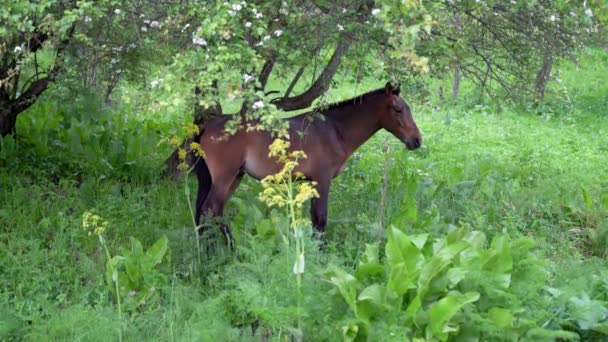 Ein Pferd Sary Chelek Nature Reserve Kirgisistan Das Die Bedeutung — Stockvideo
