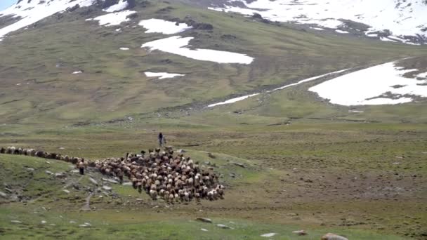 Kirgisistan Mai 2022 Stockreiter Schäfer Mit Seinen Nutztieren Den Bergregionen — Stockvideo