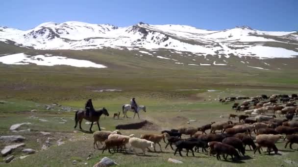 Kyrgyzstán Květen 2022 Stockrider Pastýř Svými Dobytčími Zvířaty Horských Oblastech — Stock video