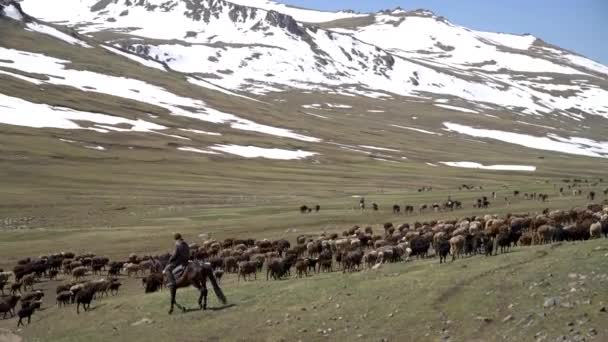 Kyrgyzstan May 2022 Stockrider Shepherd His Livestock Animals Kyrgyzstan Mountainous — 图库视频影像