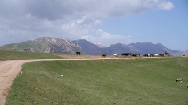 Kyrgyzstán Květen 2022 Stockrider Pastýř Svými Dobytčími Koňmi Horských Oblastech — Stock video