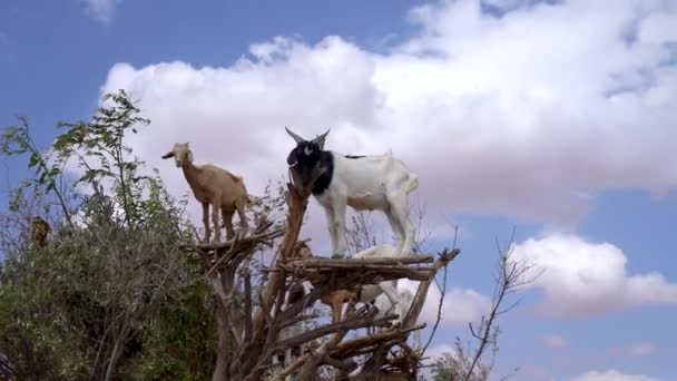 Κατσίκες Ένα Δέντρο Argan Στο Δρόμο Μεταξύ Μαρακές Και Essaouira — Αρχείο Βίντεο