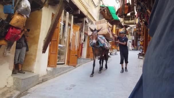 Fes Marrocos Setembro 2022 Homem Marroquino Caminhando Com Seu Cavalo — Vídeo de Stock
