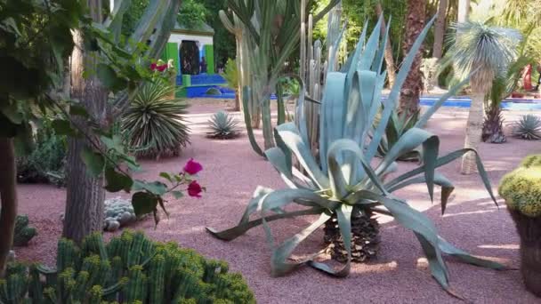 マラケシュ モロッコ 2222年9月12日 サンローランのメジャー ガーデンを訪れる観光客 オアシスは 多くの種類のサンティとカクタスの植物園です — ストック動画