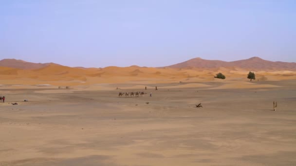 Hombre Bereber Identificado Liderando Una Caravana Camellos Través Dunas Arena — Vídeo de stock
