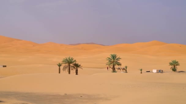 Unidentified Berber Man Leading Camel Caravan Sand Dunes — Stock Video