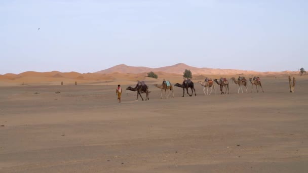 Saharaöknen Marocko September 2022 Berbermannen Leder Kamelkaravan Över Sanddyner — Stockvideo