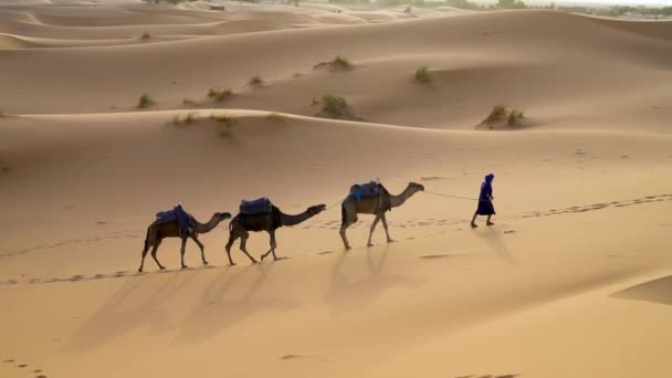 サハラ砂漠 モロッコ 2222年9月13日 砂丘を横断するラクダキャラバンを率いるバーバーマン — ストック動画