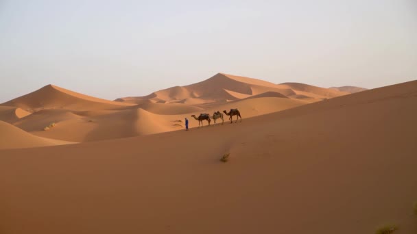 サハラ砂漠 モロッコ 2222年9月13日 砂丘を横断するラクダキャラバンを率いるバーバーマン — ストック動画