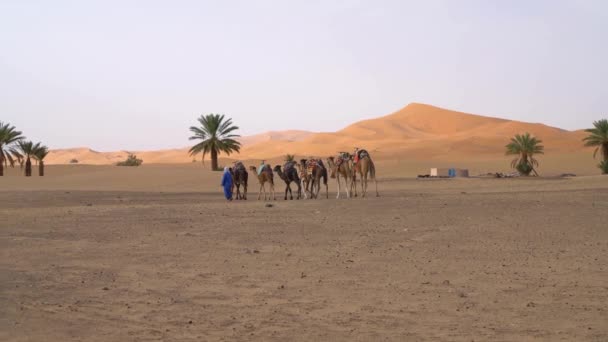 Sahara Marokko September 2022 Zwei Berber Führen Eine Kamelkarawane Über — Stockvideo