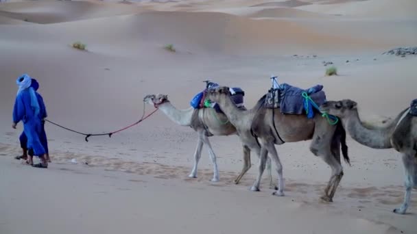 Sahara Desert Marruecos Septiembre 2022 Dos Hombres Bereberes Encabezando Una — Vídeos de Stock