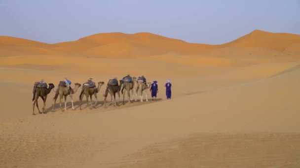 Pustynia Sahara Maroko Września 2022 Dwóch Berberyjskich Mężczyzn Przewodzi Karawanie — Wideo stockowe
