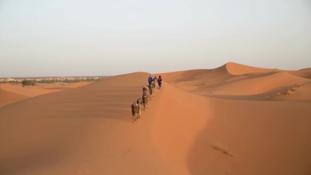 サハラ砂漠 モロッコ 2222年9月13日 砂丘を横断するラクダキャラバンを率いる2人のバーバー人男性 — ストック動画