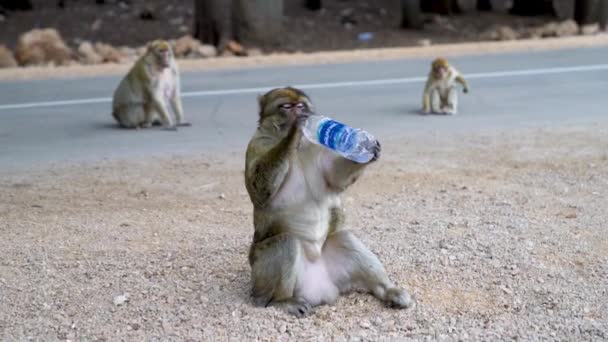 摩洛哥 2022年9月13日 野生动物猴子从瓶子中喝水 坐在摩洛哥柏油路上 — 图库视频影像
