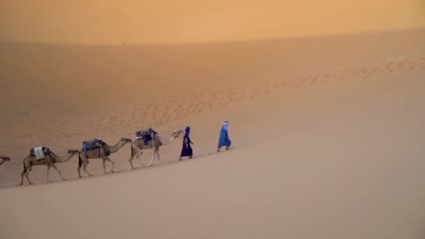 Szahara Sivatag Marokkó 2022 Szeptember Két Berber Férfi Egy Tevés — Stock videók