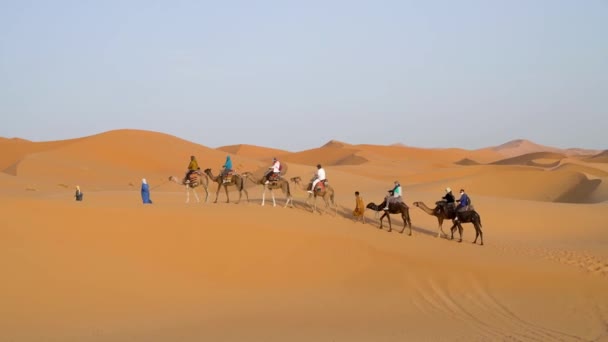 Сахара Пустыня Марокко Сентября 2022 Года Туристы Верблюдах Песчаным Дюнам — стоковое видео